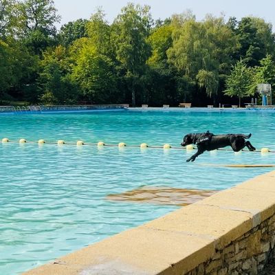 Hundeschwimmen4
