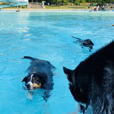 Hundeschwimmen8