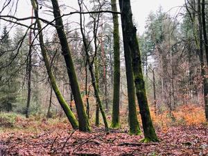 Saarforst Wald - Blaes