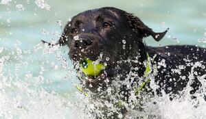 Hundeschwimmen Bild 1