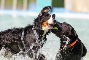 Hundeschwimmen 3
