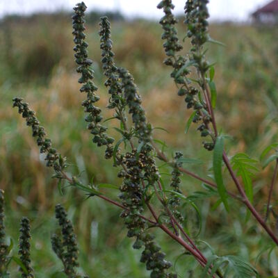 Ambrosie