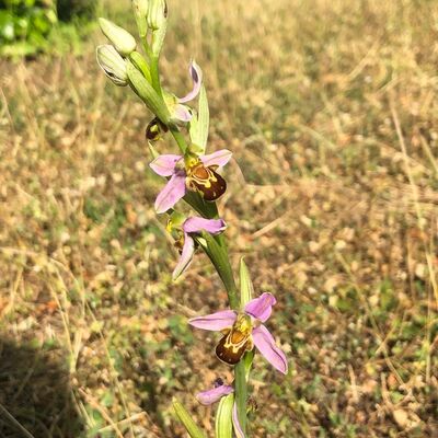 Bienen-Ragwurz