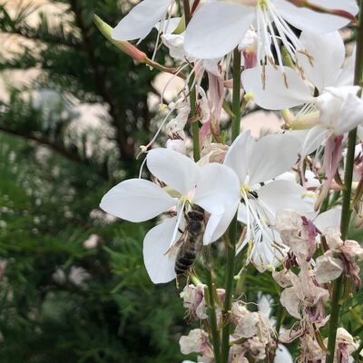 Gaura lindheimerii