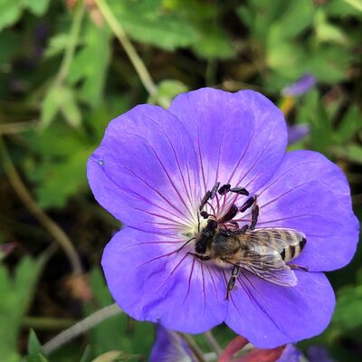 Geranium Rozanne