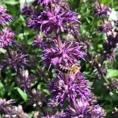 Salvia Purple rain