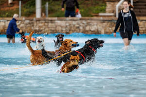 Hundeschwimmen 2022