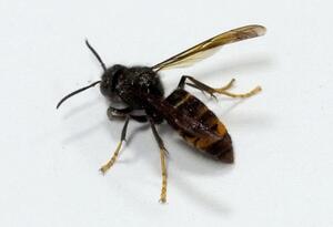 Asiatische Hornisse Vespa velutina Nahaufnahme