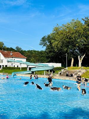 Hundeschwimmen am Vormittag-chs