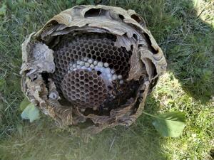 Hornissennest