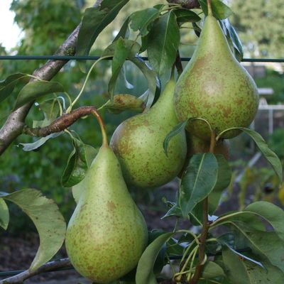 Birnen Spalier