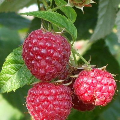 Himbeere