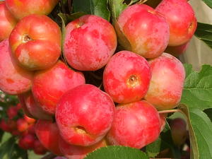 Zierapfel