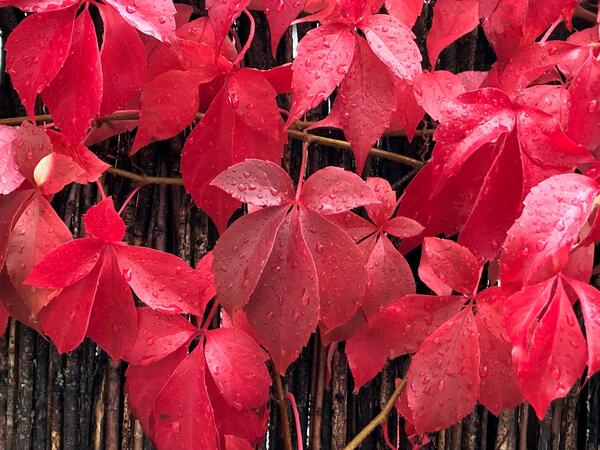 Herbst - Adrienne