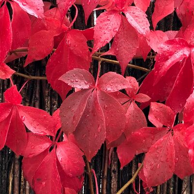 Herbst - Adrienne