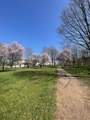 Kirschbaumbl&uuml;ten im Park - Sedan