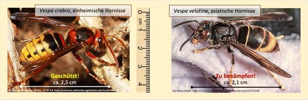 Hornisse