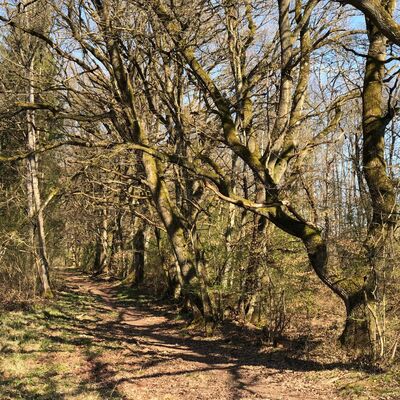 Waldweg