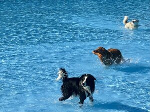 Hundeschwimmen 2025