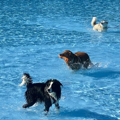 Hundeschwimmen 2025