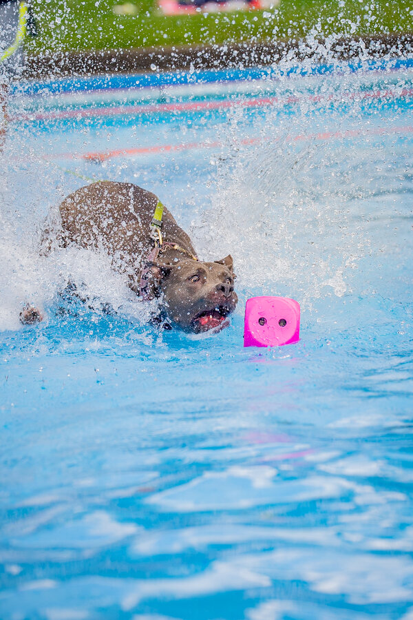 Hundeschwimmen 2025