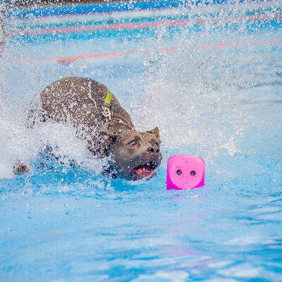 Hundeschwimmen 2025