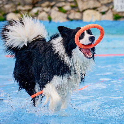 Hundeschwimmen 2025