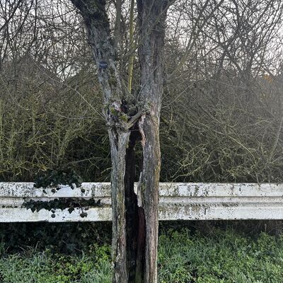 Bild kranker Baum Hohlstra�e - C. Schmaus