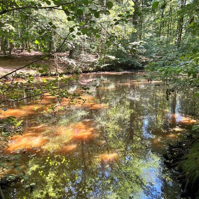 Wasser Ensdorfer Wald 1