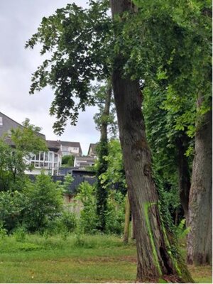 Insektenbefall an der Linde im Park