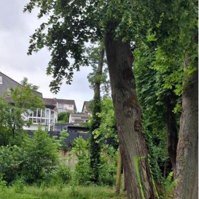 Insektenbefall an der Linde im Park