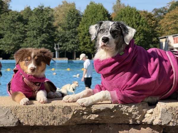 Hundeschwimmen 2026