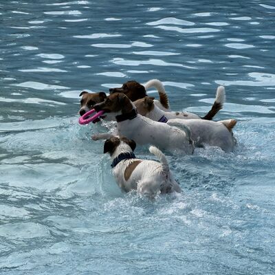 Hundeschwimmen 2026