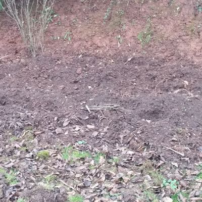 Wildschweinschaden Boden